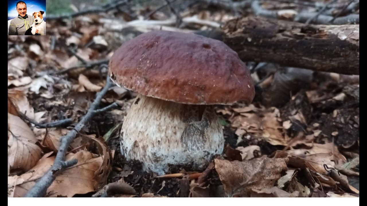 Рай существует - белые грибы edulis сентябрь 2024 - парк ста озер