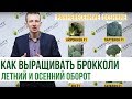 Как выращивать брокколи (Летний и осенний оборот) | Agrolife.ua рекомендует
