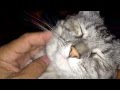 Logos votes yes on chin rubs no on paparazzi 