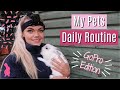 My Pets Daily Routine | GoPro Edition | Pet Wednesday | Lilpetchannel