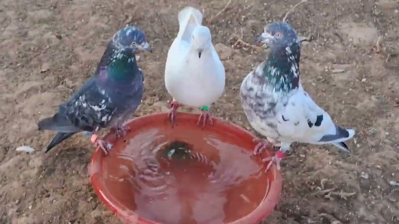 ગુડબાય મારા મિત્ર! આજે 💔આપણું સૌથી પ્રિય કબૂતર આપણને છોડીને ચાલ્યું ગયું