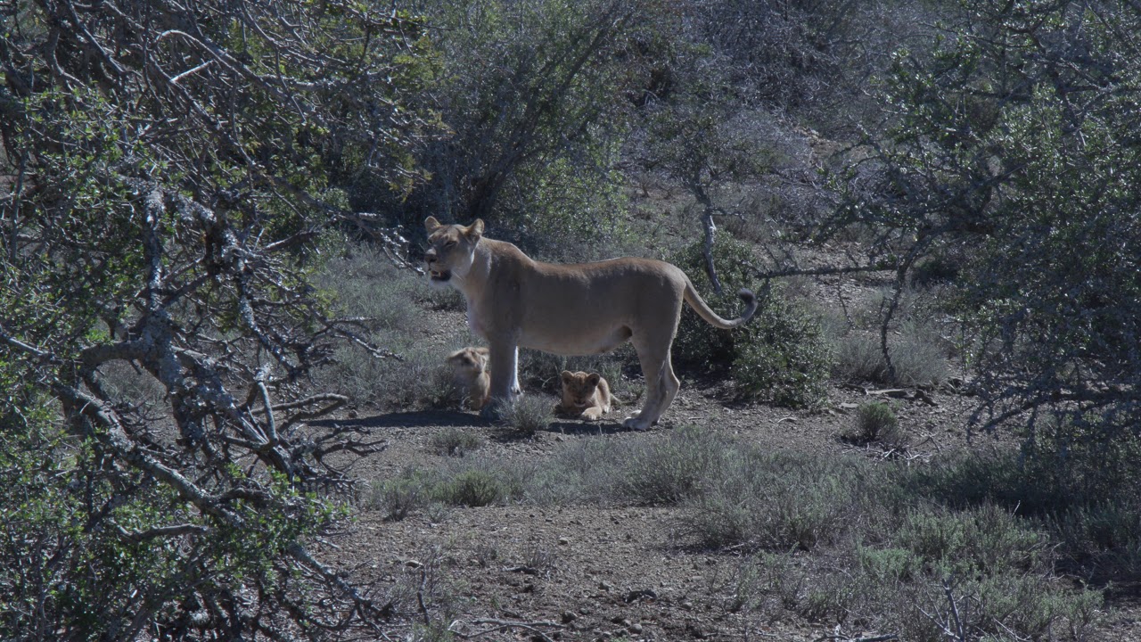 fmi Sylvester's two cubs seen for the first time.