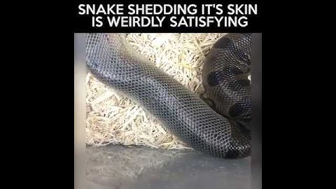 WEIRDLY SATISFYING!! a snake shedding it