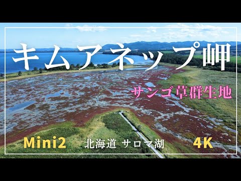 【キムアネップ岬 サンゴ草】アッケシソウ 野鳥 サロマ湖 佐呂間町 北海道 ドローン DJI Mini2  4K   Drone