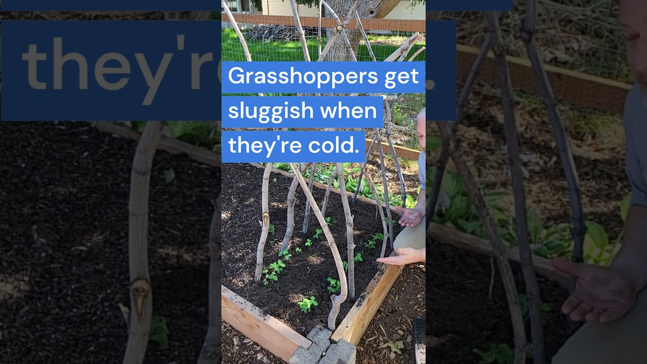 Pesticide free grasshopper control