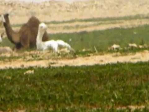 فيضة المرش 29 4 1433 مع شيلة سرى البارق أحمد القرعاوي