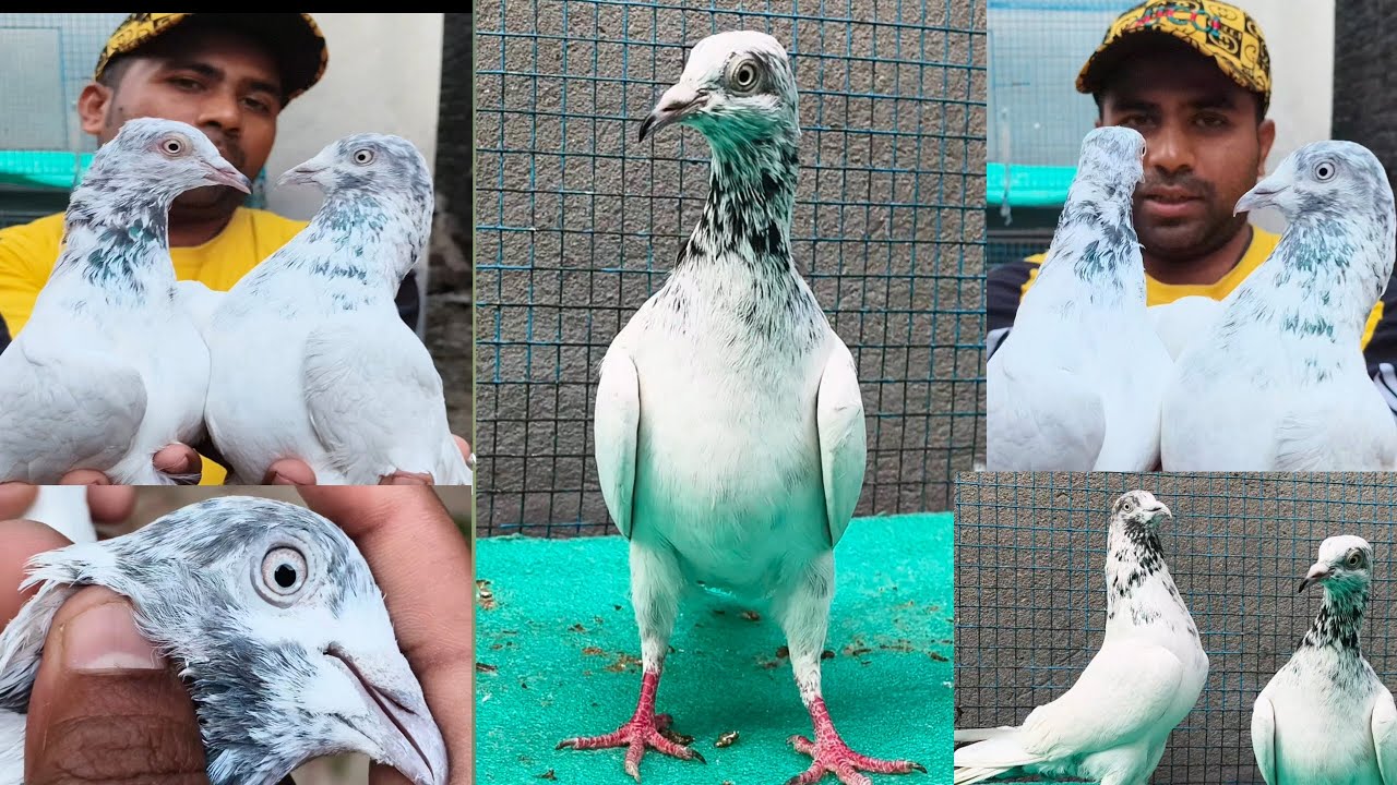 #Lambade#কবুতার #সেল #ভিডিও #@@@@সাবস্ক্রাইব #কিজিয়ে