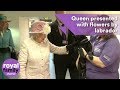 Queen presented with flowers by labrador