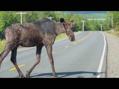 Video: Moose tick - parasit rusa yang berbahaya