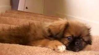 baby pekingese girl