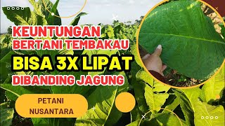 KEUNTUNGAN TANAM TEMBAKAU #tembakau #pertanian #petani