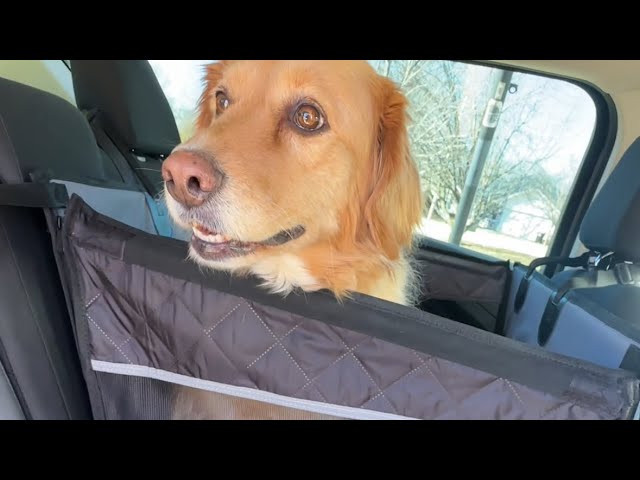 Funda maletero para perros: 7 mejores fundas para perros de viaje 
