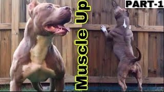 Building Muscle On Your American Bully XL WITH FLIRT POLE