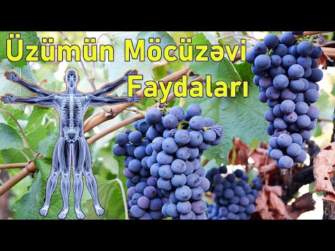 Video: Üzüm Niyə Qaralır? Giləmeyvə Və Yarpaqlar Yazda Qaralsa Nə Etməli? Görünüşün Səbəbləri Və Profilaktik Tədbirlər