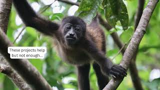 Melikki Primate Rescue Center