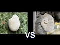 【第60回】激突!石バトル!