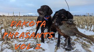 Pheasant Hunting  2023  North and South Dakota