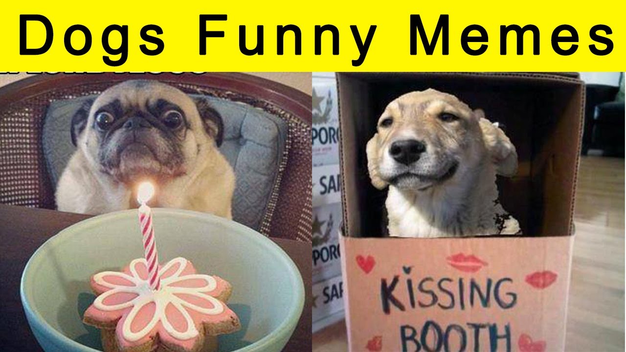 Funny Animals 2019 MEMES Compilation Silent Memes YouTube