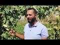 تعريف بنبتة الليف ومتطلباته البيئية خيرات الارض 
