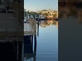 Crooked the dolphin catching fish for breakfast under docks! #dolphin #animals #animalshorts