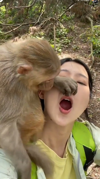 MONYET GENIT #funny #monyet #viralvideo #shorts