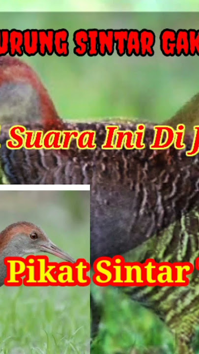 pikat sintar sawah #burung #pikat #viral #shorts