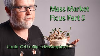 Bonsaify | From Mass Market to Masterpiece Ficus Part 5: Growing Aerial Roots