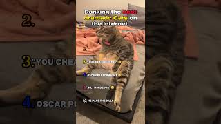 Ranking the best Dramatic Cats on the Internet!🥰 #shorts #cat #ranking #animals #cute #funny #dog