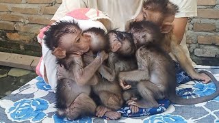 the process of cleaning and feeding 5 babymonkeys after bathing