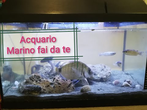 Acquario Marino fai da te... semplice e veloce