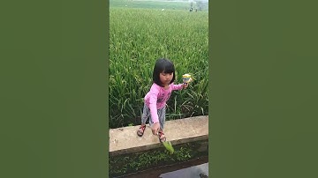 Thumbnail of #Jatuh di sawah#