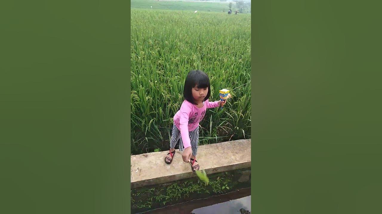 #Jatuh di sawah#