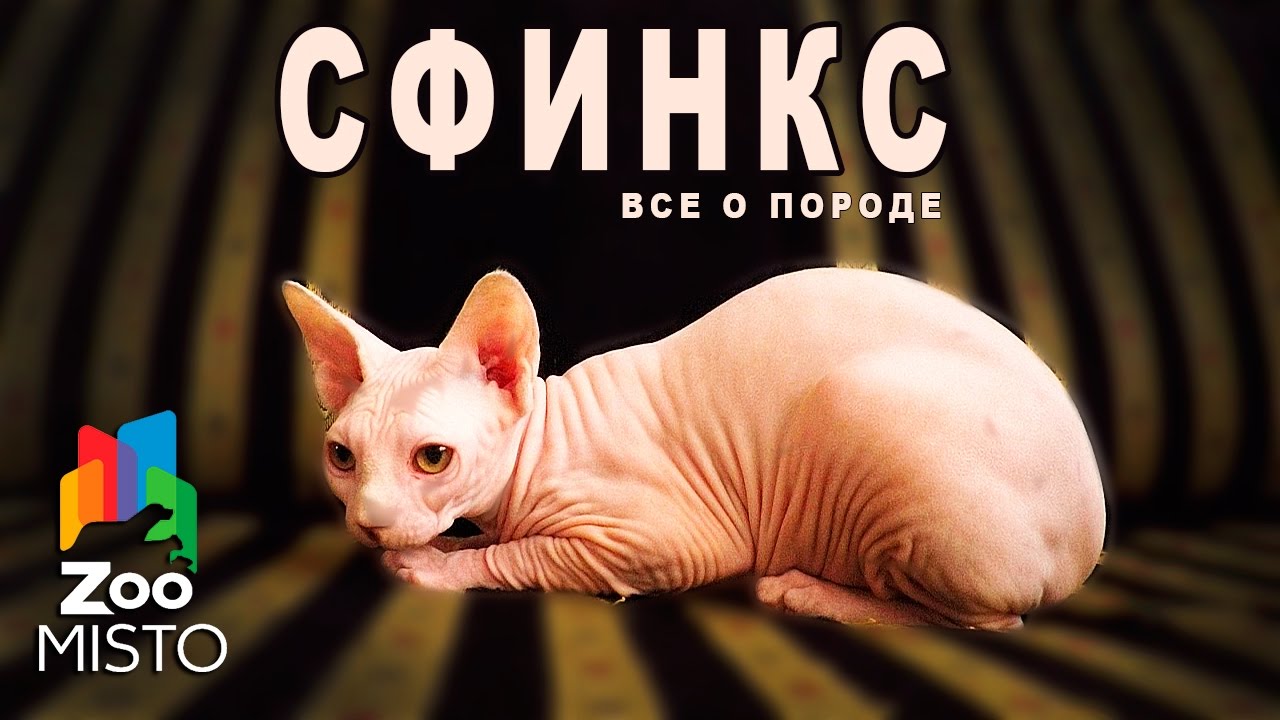 Сфинкс Кошка Фото