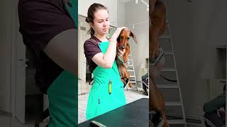 Thumbnail for DOG HAIRCUT🐕🐕😂#shorts