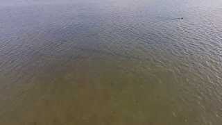 Dolphin Rescue with DJI Phantom 2 Vision Drone