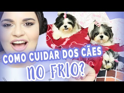 Vídeo: Como Escolher Botas De Inverno Para Seu Cachorro