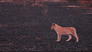 Five Cubs Missing From the Lion Pride! (Nharus)
