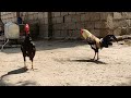 Shamo Vs Desi Chicken | Rooster Funny Moments