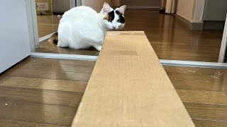 ちょっと狭いと思うんだけど💦入るの？猫 in 段ボール😻 by 369Cat Kukuru healing 1,413 views 2 years ago 4 minutes, 2 seconds