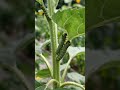 Estrategia agroecológica para el manejo integrado de plagas