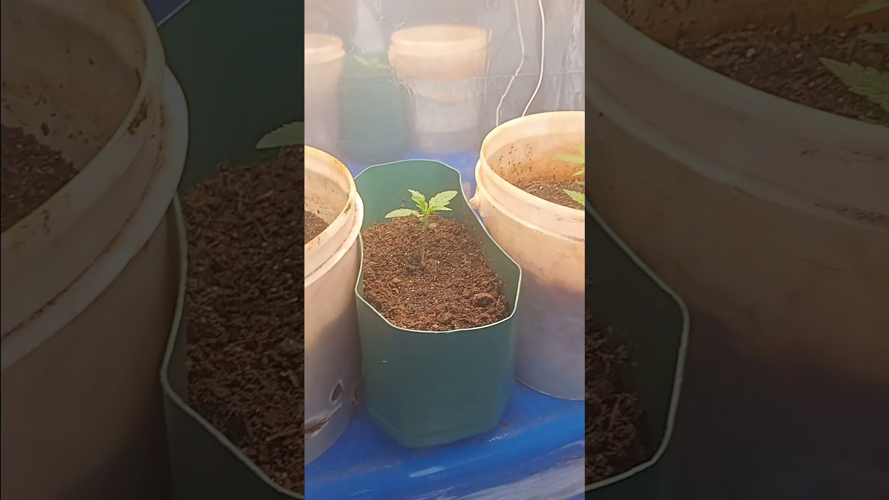 atualização de ciclo . acidentada com poda top no 2 Nó desenvolvendo