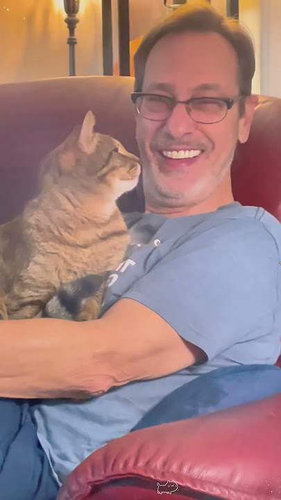 My cat stole my boyfriend #funny #funnypet #animals #funnycats #funnyanimal