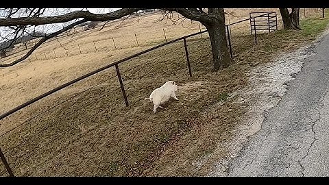 Pot Belly Pig in the Road with Amputee Cyclist Aaron Smith of Gainesville, TX near Callisburg, TX