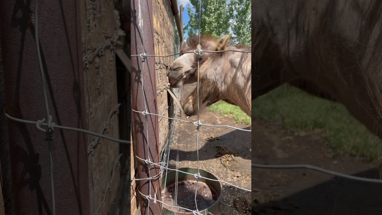 2 very hungry camels 🐫 🐪