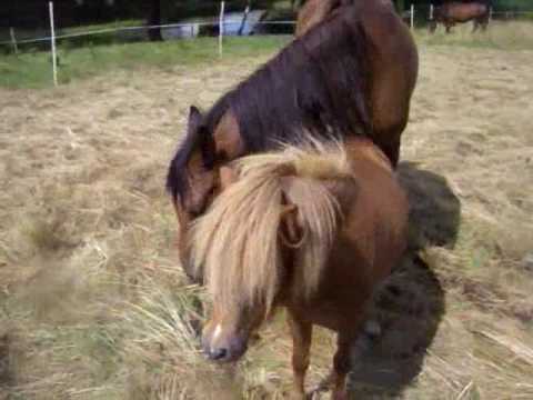 Gays and goats Definition of tranny