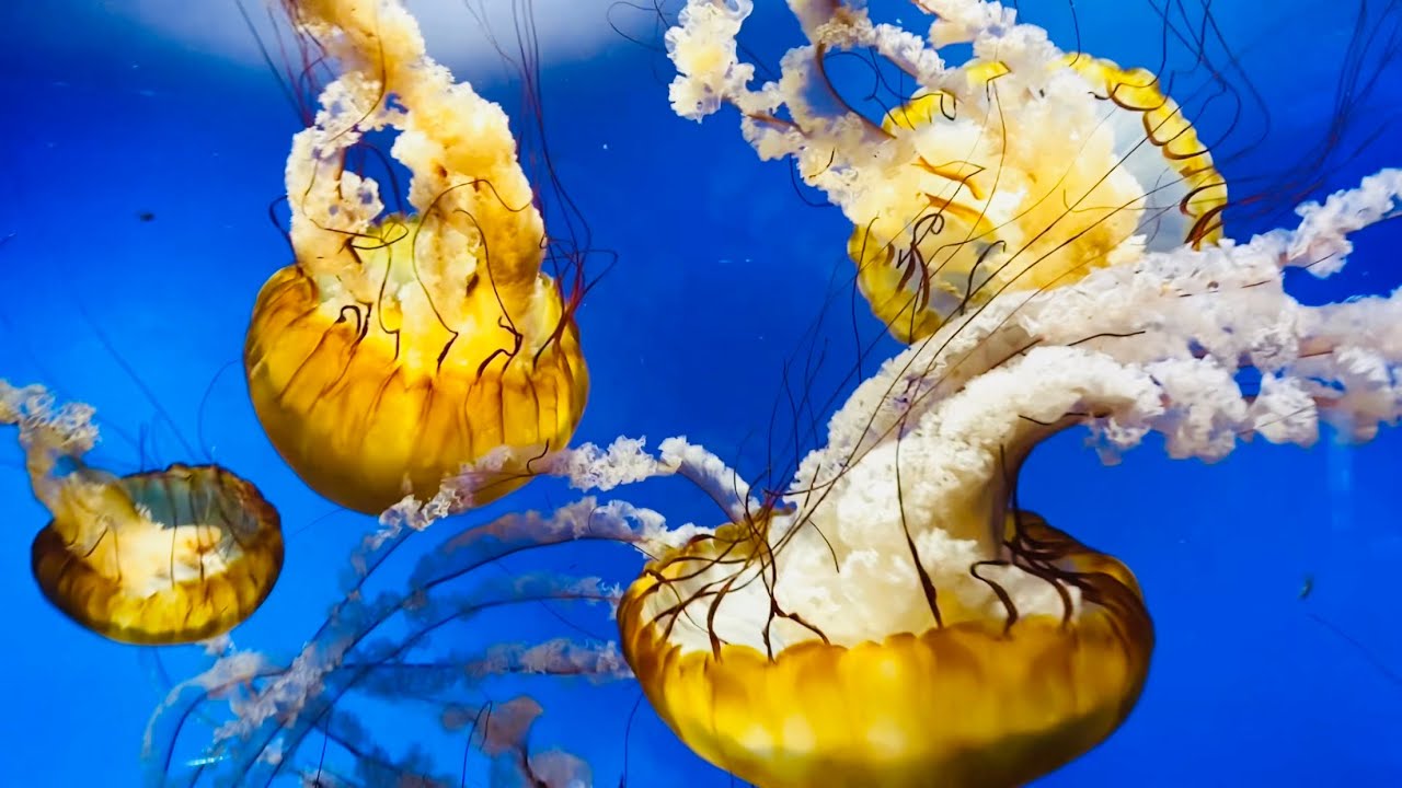 Moon Jellyfish Animals Sea lion 🦭 Moody Garden Galveston Texas