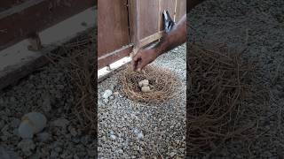 Nesting for Baby Pigeons