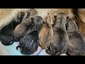 狼犬 赤ちゃん 生まれました!!