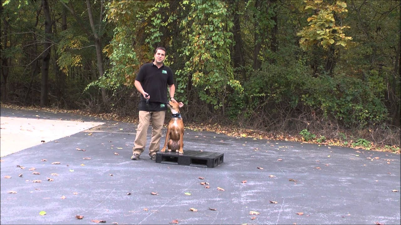 Dog Training for High Level Energy Dogs in Maryland YouTube