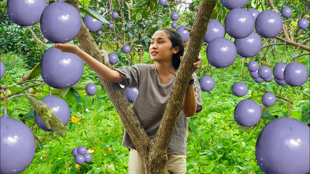 Harvesting 1000+ Breadfruits to Sell at the Market | Daily Green Harvest